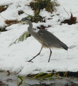 Image:(Un)expected flying visitor in my white garden