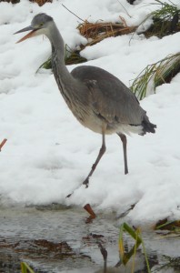 Image:(Un)expected flying visitor in my white garden